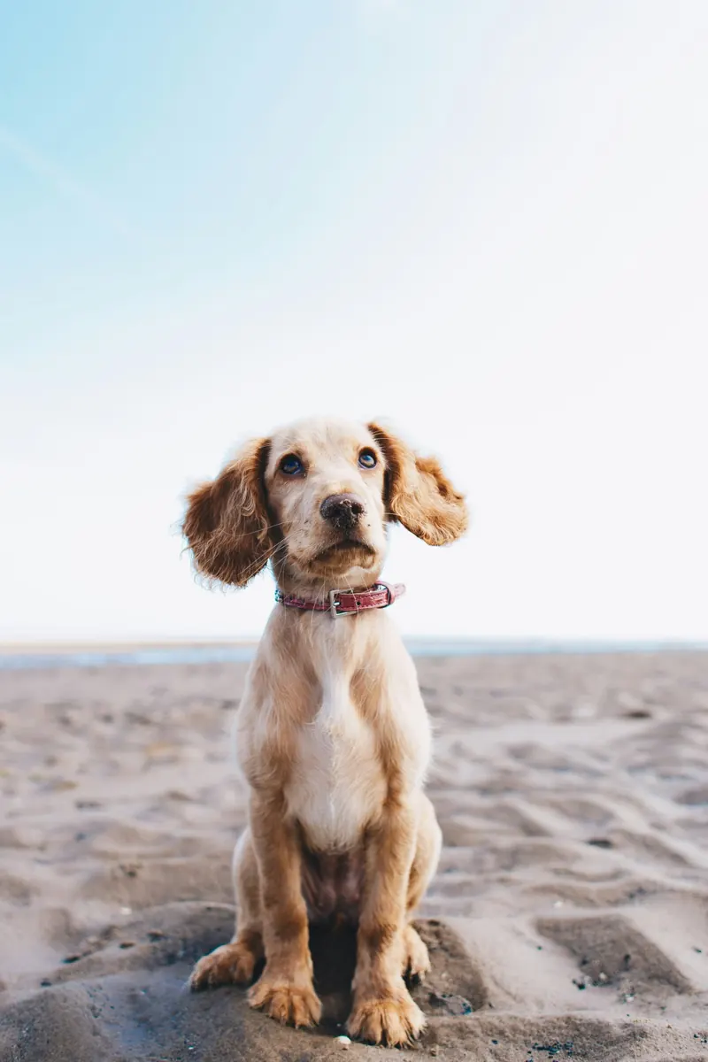 Jeune chien sur la plage