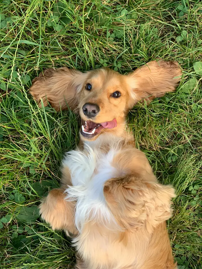 Chien roux détendu, allongé dans l’herbe